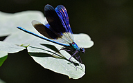 Banded demoiselle (male, Calopteryx splendens)